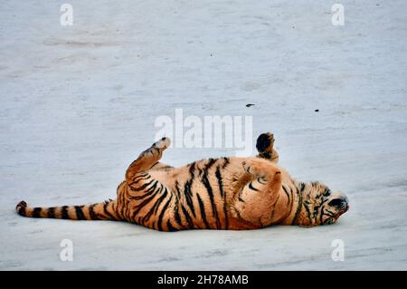 Riesiger, herrlicher sibirischer Königstiger im Schnee des Siberian Tiger Park à Harbin, Heilongjiang, Songbei District, China auf dem Rücken liegend Banque D'Images