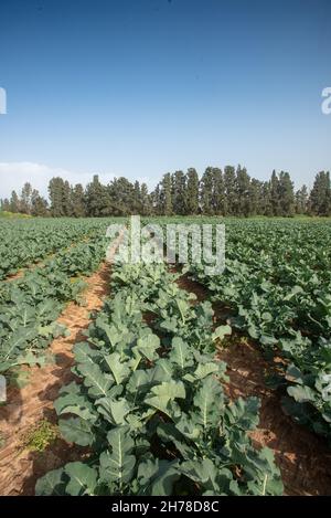 Les plantes de brocoli (Brassica oleracea) poussent dans un champ agricole. Photographié en Israël au printemps, avril Banque D'Images