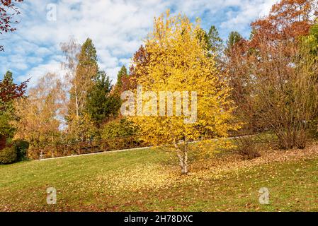 Bouleau avec feuilles jaunrées en automne parc public de Villa Toeplitz à Varese, Lombardie, Italie Banque D'Images