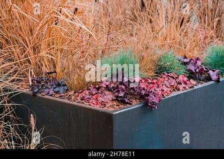 Beaucoup de différents types de plantes poussent à l'intérieur d'un grand pot de fer noir.Jaune.Sec.Vert.Décorer.Décoration près du bâtiment.Combinaison de plantes vivaces Banque D'Images