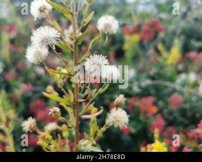 Gros plan d'une fleur erigeron acer sur un arrière-plan flou Banque D'Images