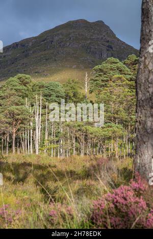 Royaume-Uni, Écosse, Wester Ross, Ross et Cromarty, Loch Torridon.Un bosquet de pin écossais, Pinus sylvestris, sur la route de Lower Diabaig. Banque D'Images