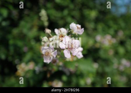 Gros plan de fleurs de la ruée - Rubus fruticosus - au milieu d'une campagne hedgerow dans le soleil anglais d'été Banque D'Images