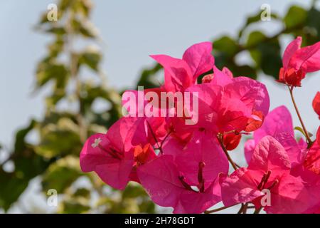 Fleurs de bougainvillées rose avec feuille verte, focus avant arrière-plan flou Banque D'Images