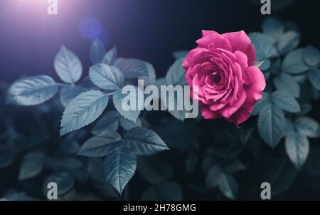 Rose en fleurs dans le feuillage sur fond sombre.Carte postale avec fleur. Banque D'Images