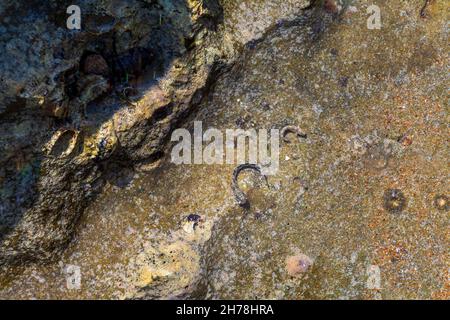 Vue sur la coquille de chitons et le fossile d'Oyster sur la rive rocheuse ou rockpool.C'est un mollusque marin de classe Polyplacophora, connu sous le nom d'Amphineura, berceaux de mer Banque D'Images