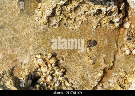 Vue sur la coquille de chitons et le fossile d'Oyster sur la rive rocheuse ou rockpool.C'est un mollusque marin de classe Polyplacophora, connu sous le nom d'Amphineura, berceaux de mer Banque D'Images