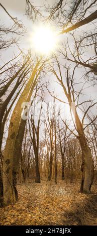 Photo panoramique d'une forêt divine dense d'automne sombre. Automne automne occulture bois sauvages bannière verticale arrière-plan Banque D'Images