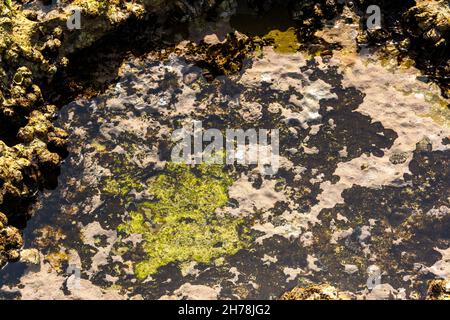 Vue sur la coquille de chitons et le fossile d'Oyster sur la rive rocheuse ou rockpool.C'est un mollusque marin de classe Polyplacophora, connu sous le nom d'Amphineura, berceaux de mer Banque D'Images