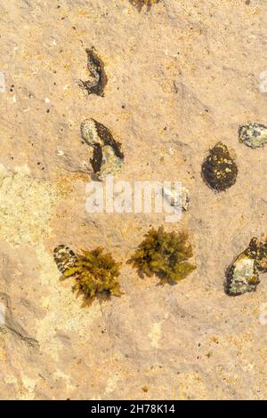 Vue sur la coquille de chitons et le fossile d'Oyster sur la rive rocheuse ou rockpool.C'est un mollusque marin de classe Polyplacophora, connu sous le nom d'Amphineura, berceaux de mer Banque D'Images