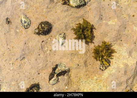 Vue sur la coquille de chitons et le fossile d'Oyster sur la rive rocheuse ou rockpool.C'est un mollusque marin de classe Polyplacophora, connu sous le nom d'Amphineura, berceaux de mer Banque D'Images