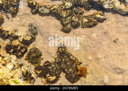 Vue sur la coquille de chitons et le fossile d'Oyster sur la rive rocheuse ou rockpool.C'est un mollusque marin de classe Polyplacophora, connu sous le nom d'Amphineura, berceaux de mer Banque D'Images