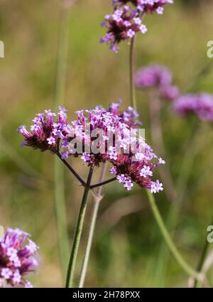 VERBENA BONARIENSIS le purpetop vervain Banque D'Images