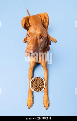 Prise de vue en studio de nourriture pour chiens.Vizsla chien avec bol plein de kibble isolé sur fond bleu pastel.Concept de nourriture sèche pour animaux. Banque D'Images