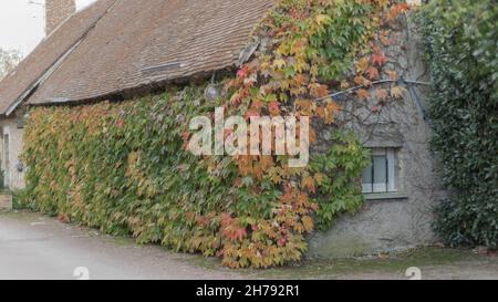 Bâtiment avec vitesses rampantes de virigina changeant de couleur en automne et un toit surbaissé carrelé Banque D'Images