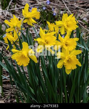 Bouquet de jonquilles jaunes poussant dans un jardin de printemps à Taylors Falls, Minnesota, États-Unis. Banque D'Images