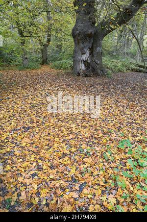 Les feuilles d'automne sont parsemées sur le sol près d'un chêne dans une forêt anglaise. Banque D'Images