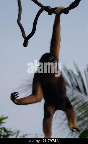 Le gibbon moelleux à chetées jaunes qui pendait de la branche de l'arbre dans le zoo Banque D'Images