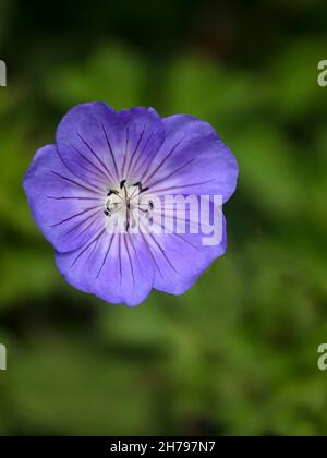 Gros plan d'une fleur unique de Geranium Rozanne isolée sur fond vert Banque D'Images