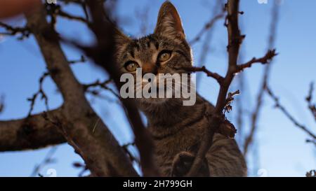 Chat à l'extérieur sur un arbre Banque D'Images