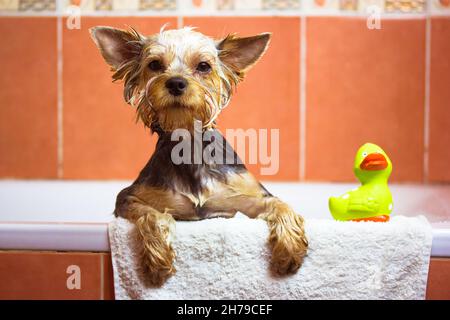 Chien humide drôle debout dans une baignoire à côté d'un petit canard vert caoutchouteux.Mignon drôle chien chien Yorkshire Terrier adorable prenant une douche.cani incroyable Banque D'Images