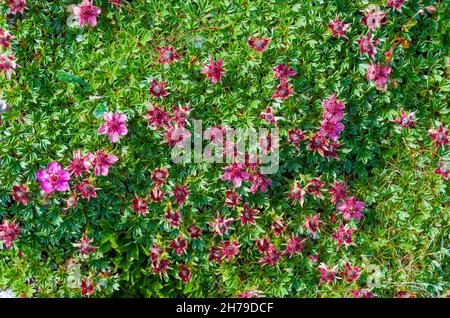Arrière-plan des fleurs alpines.Tapis coloré de fleurs sauvages roses Banque D'Images