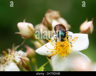 Phyllopertha horticola, un foutre de jardin ou un coléoptère de feuillage de jardin se nourrissant de fleurs de rose sauvages Banque D'Images