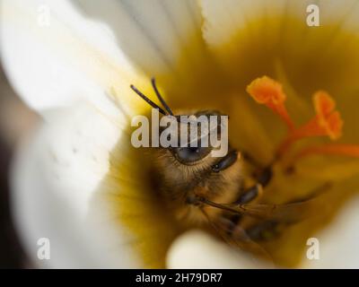 Abeille sur crocus blanc Banque D'Images