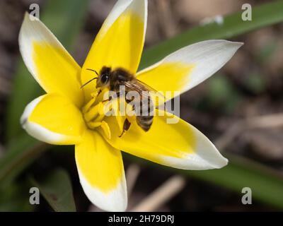 Abeille sur tulipe sauvage Banque D'Images