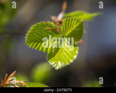 Feuilles de printemps fraîches de Carpinus betulus, le charme européen ou commun Banque D'Images