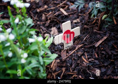 Croix du souvenir, petites croix en bois décorées d'un coquelicot, utilisées dans certains pays pour commémorer le personnel militaire qui est mort en guerre. Banque D'Images