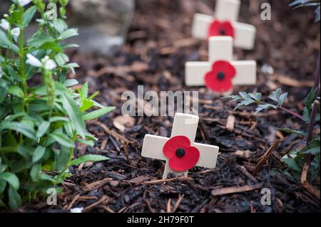 Croix du souvenir, petites croix en bois décorées d'un coquelicot, utilisées dans certains pays pour commémorer le personnel militaire qui est mort en guerre. Banque D'Images
