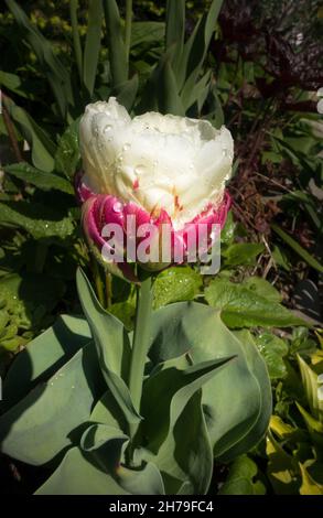 La fleur insolite d'une tulipe de glace avec une fleur de couleur crème double au sommet d'un « cône » pétale rouge. Banque D'Images