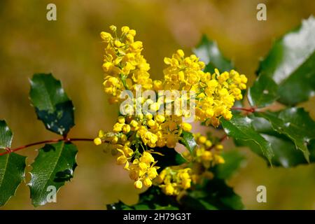 Les feuilles vertes et les fleurs jaunes de Mahonia aquifolium sont visibles de près. Banque D'Images
