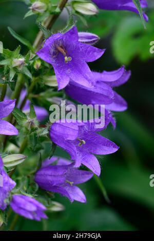 Campanula latiloba variété Highcliffe, evergreen, formant rosette vivace, racames, raceme de fleur, violet profond-bleu, fleurs en forme de tasse, RM Floral Banque D'Images