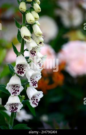 Digitalis purpurea dalmation blanc,foxgants,blanc, fleur,fleurs,floraison,bisannuelle,jardin,RM Floral Banque D'Images