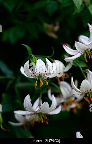 lilium martagon var albiflorum,lys,lilas,blanc rose tacheté fleur,fleur,fleurs,vivace,été,turks cap lys, RM Floral Banque D'Images