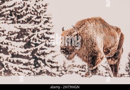 Bison d'Europe (Bison bonasus) dans l'habitat naturel en hiver Banque D'Images