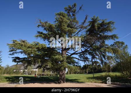 Atlas Cedar, Cedrus atlantica, culture dans le domaine de la Fondation Luma ou Jardins Arles Provence France Banque D'Images