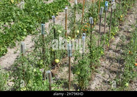 Rangées de plantes de tomates dans le jardin de légumes avec des bouteilles en plastique retournée sur les piquets de jardin utilisés comme dispositifs de marquage d'oiseaux, écarteurs ou pointes de contrôle d'oiseaux Banque D'Images