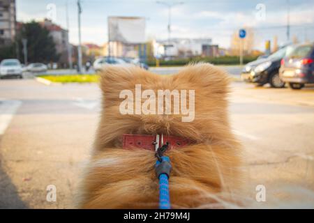 Chien sur la laisse regarder le monde et découvrir la beauté de la vie. Le point de vue du chien sur le monde. Laisse bleue et chien parfaitement mis au point. Mise au point sélective Banque D'Images