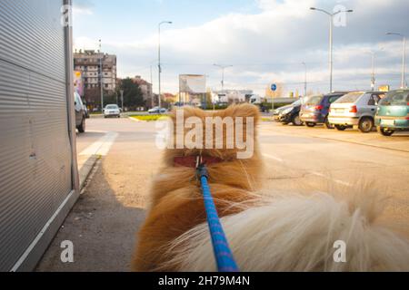 Chien sur la laisse regarder le monde et découvrir la beauté de la vie. Le point de vue du chien sur le monde. Laisse bleue et chien parfaitement mis au point. Mise au point sélective Banque D'Images