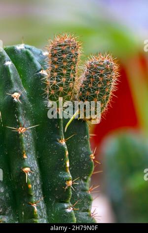 Echinopsis cactus avec des branches de bébés ou de petits.Echinopsis calochlora.Mise au point sélective Banque D'Images