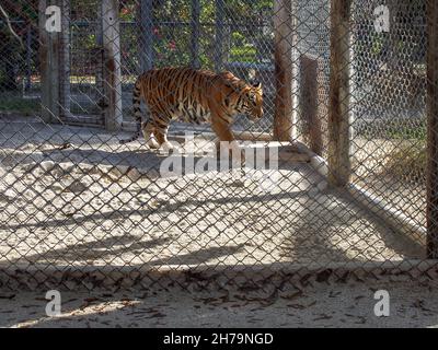 Stimulation du tigre dans son enceinte au sanctuaire de la vie sauvage d'Octagon à Punta Gorda, Floride, Etats-Unis, 2020 © Katharine Andriotis Banque D'Images