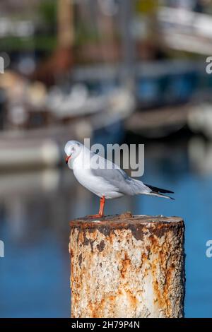 mouette assise sur un poteau, mouette assise sur un poteau métallique, oiseau assis sur le dessus d'un poteau rouillé au bord de la mer. Banque D'Images