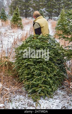 Homme âgé transportant un sapin baumier fraîchement coupé dans une ferme d'arbres de Noël. Banque D'Images