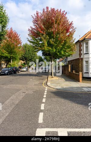 Arbres de rue hybrides Freeman (Acer x freemanii), près des exfoliants Wormwood, Ladbroke Grove, Londres Banque D'Images