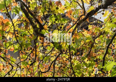 Arbre de London plane (Platanus sp.) montrant les graines et le feuillage Banque D'Images