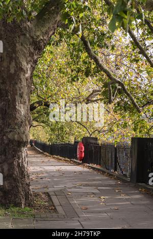 Arbre de London plane (Platanus sp.) couvrant un sentier Banque D'Images