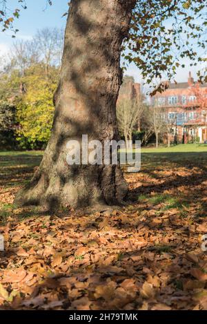 London plane Tree (Platanus sp.) Banque D'Images
